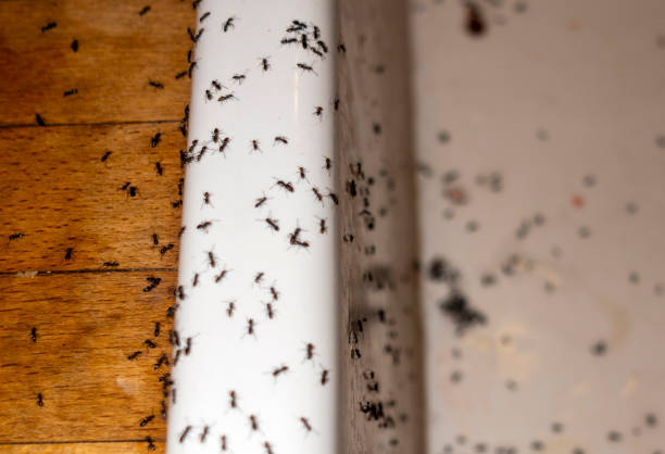 Best Wasp Removal Services  in Haworth, NJ