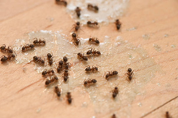 Best Best Pest Control Companies  in Haworth, NJ